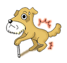 犬の骨関節炎のおはなし