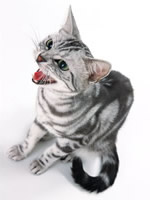 猫の歯周病のおはなし