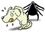 犬のバベシア症
